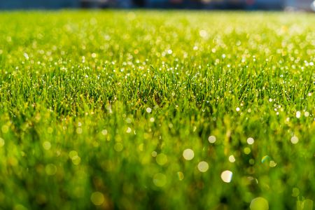 Sheboygan Lawn Maintenance Tips: Five Step Lawn Fertilization Thumbnail